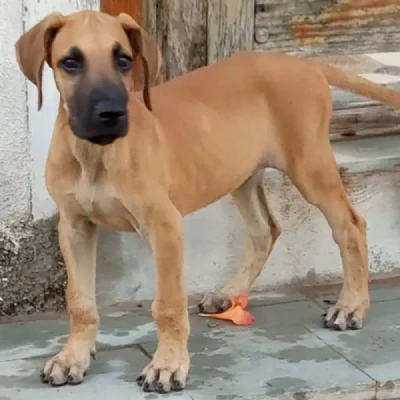 Great Dane puppies for sale in Ajmer