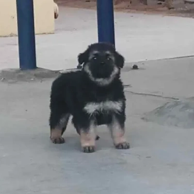 German Shepherd puppies for sale in Vijayawada
