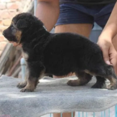German Shepherd
 puppies for sale in Jaipur
