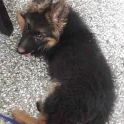 German Shepherd
 puppies for sale in Bikaner