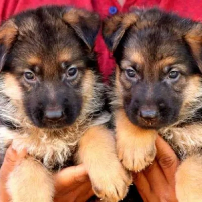 German Shepherd
 puppies for sale in Bikaner