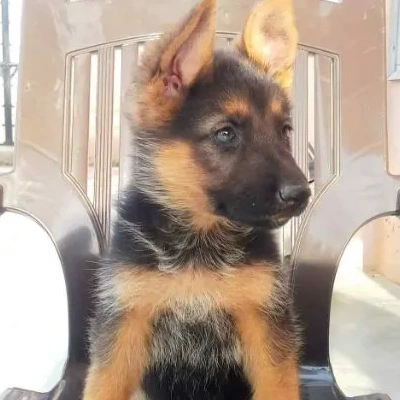 German Shepherd
 puppies for sale in Bikaner