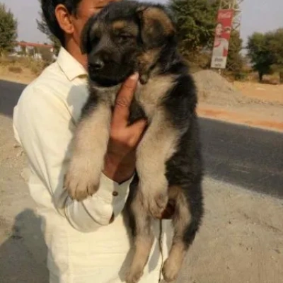 German Shepherd
 puppies for sale in Bikaner