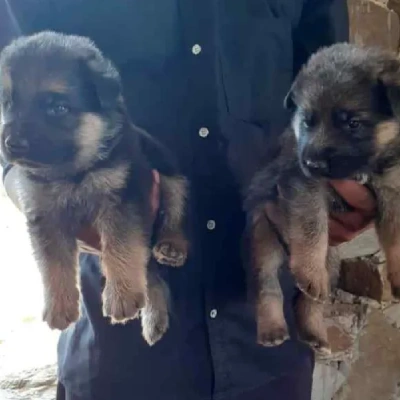 German Shepherd
 puppies for sale in Gurgaon