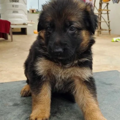 German Shepherd
 puppies for sale in Kota