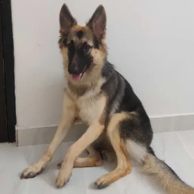 German Shepherd
 puppies for sale in Bikaner