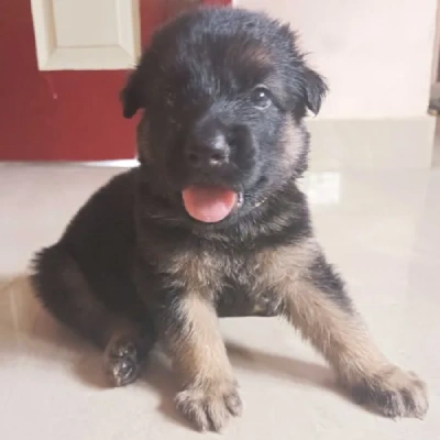 German Shepherd
 puppies for sale in Jaipur