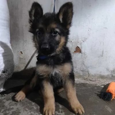 German Shepherd
 puppies for sale in Jaipur