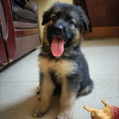 German Shepherd
 puppies for sale in Bikaner