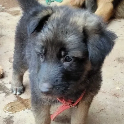 German Shepherd
 puppies for sale in Jaipur