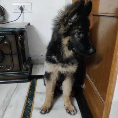 German Shepherd
 puppies for sale in Jaipur
