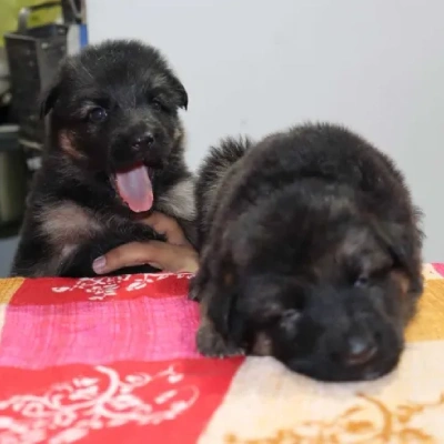 German Shepherd
 puppies for sale in Jaipur