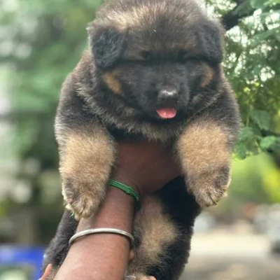 German Shepherd puppies for sale in Visakhapatnam