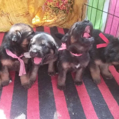 German Shepherd
 puppies for sale in Bikaner