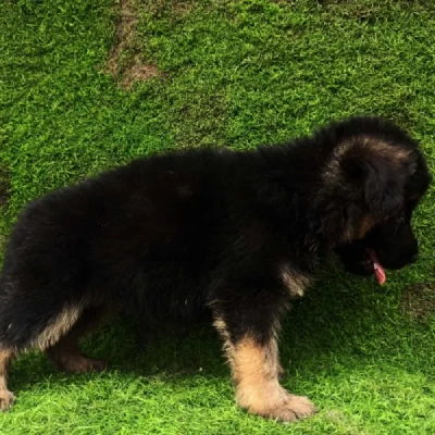 German Shepherd puppies for sale in Visakhapatnam