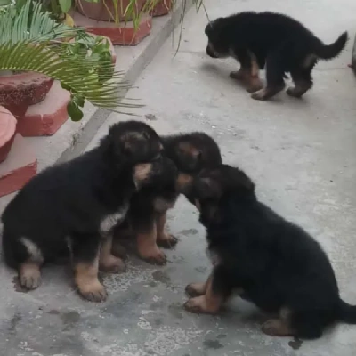German Shepherd
 puppies for sale in Bikaner