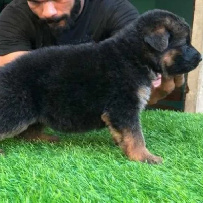 German Shepherd
 puppies for sale in Bikaner