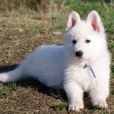 German Shepherd
 puppies for sale in Gurgaon