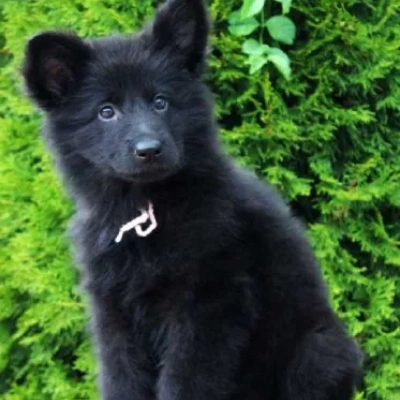 German Shepherd
 puppies for sale in Jaipur