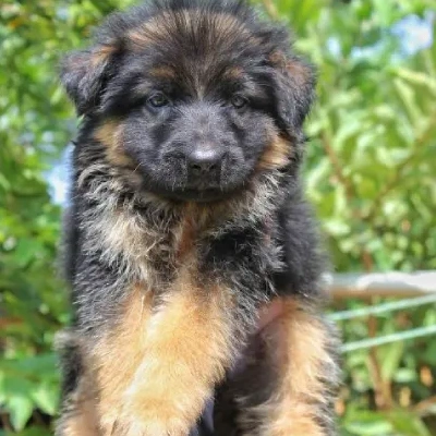 German Shepherd puppies for sale in Visakhapatnam