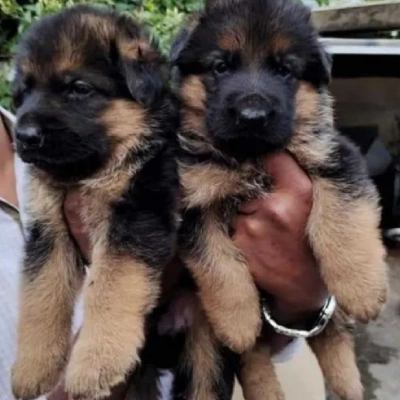 German Shepherd
 puppies for sale in Jaipur