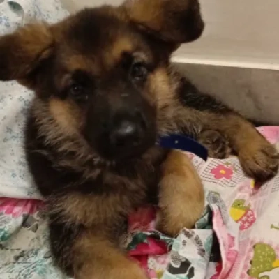 German Shepherd puppies for sale in Visakhapatnam