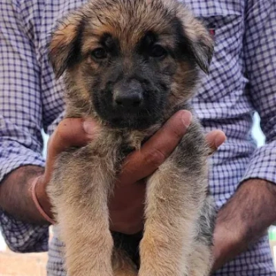German Shepherd
 puppies for sale in Bikaner