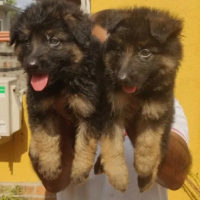German Shepherd puppies for sale in Visakhapatnam