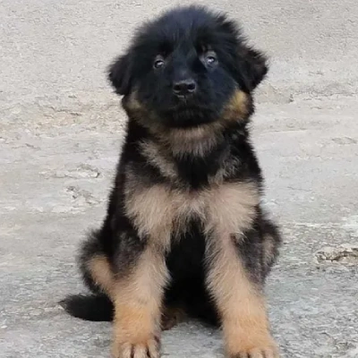 German Shepherd
 puppies for sale in Jaipur
