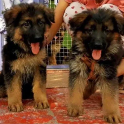 German Shepherd
 puppies for sale in Bikaner