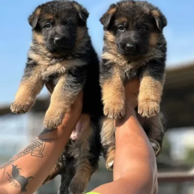 German Shepherd puppies for sale in Visakhapatnam