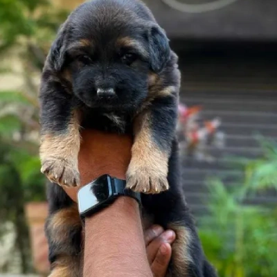 German Shepherd puppies for sale in Visakhapatnam