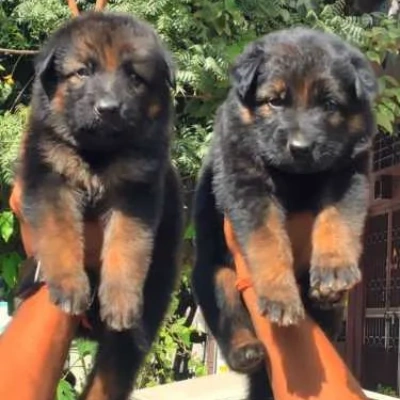 German Shepherd puppies for sale in Visakhapatnam