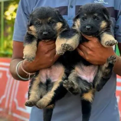 German Shepherd
 puppies for sale in Jaipur