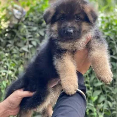German Shepherd
 puppies for sale in Jaipur