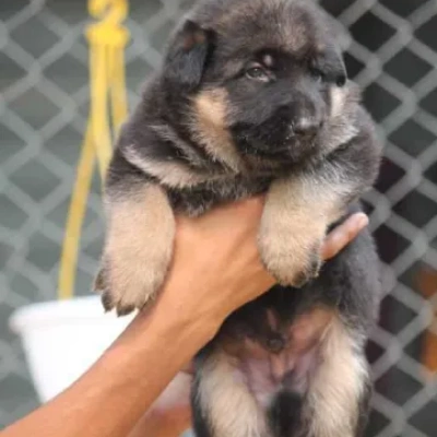 German Shepherd
 puppies for sale in Jaipur