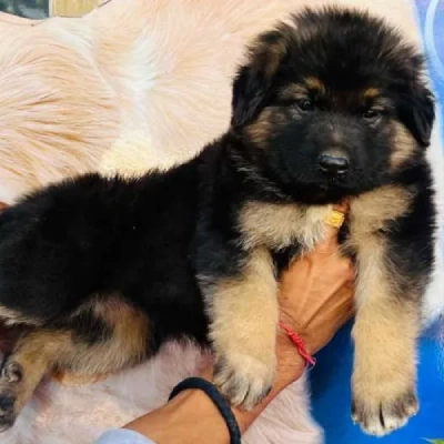 German Shepherd
 puppies for sale in Jaipur