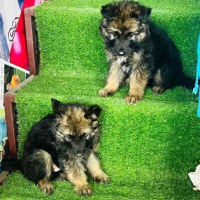 German Shepherd puppies for sale in Visakhapatnam