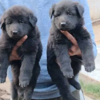 German Shepherd puppies for sale in Visakhapatnam