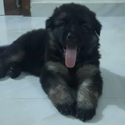 German Shepherd
 puppies for sale in Bikaner