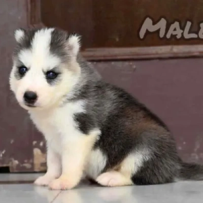 Siberian Husky puppies for sale in Vijayawada