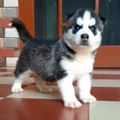 Siberian Husky puppies for sale in Ajmer