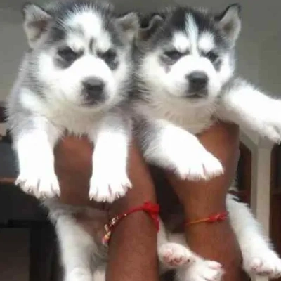 Siberian Husky puppies for sale in Ajmer