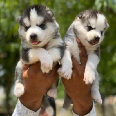 Siberian Husky puppies for sale in Vijayawada