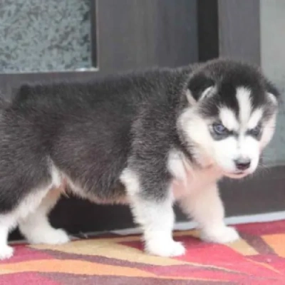 Siberian Husky puppies for sale in Jaipur