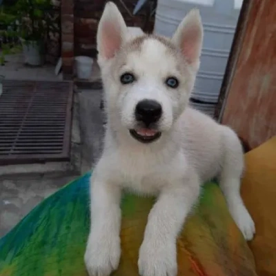 Siberian Husky puppies for sale in Vijayawada