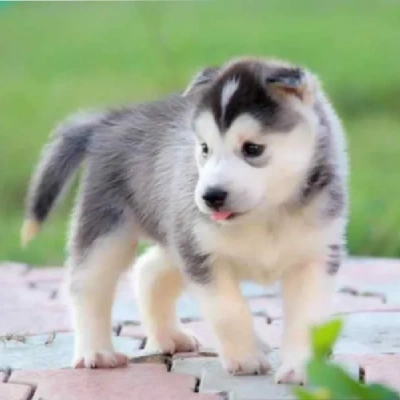 Siberian Husky puppies for sale in Ajmer