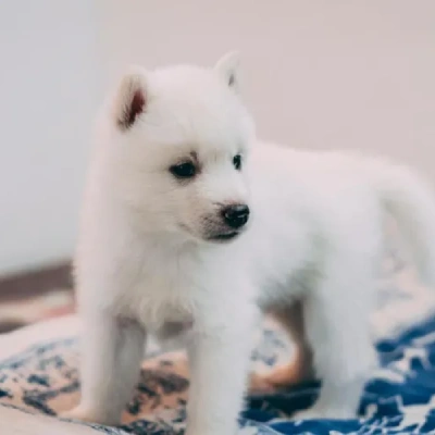Siberian Husky puppies for sale in Vijayawada