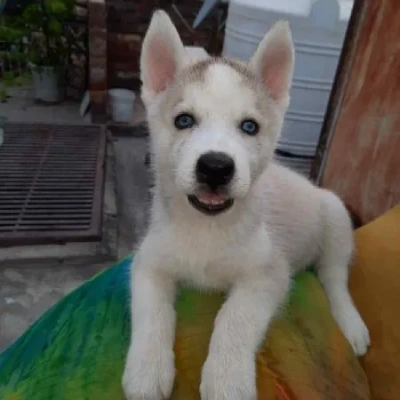Siberian Husky puppies for sale in Udaipur