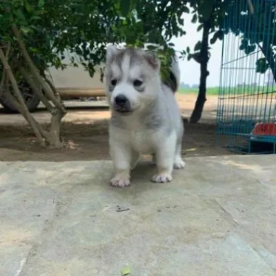 Siberian Husky puppies for sale in Vijayawada
